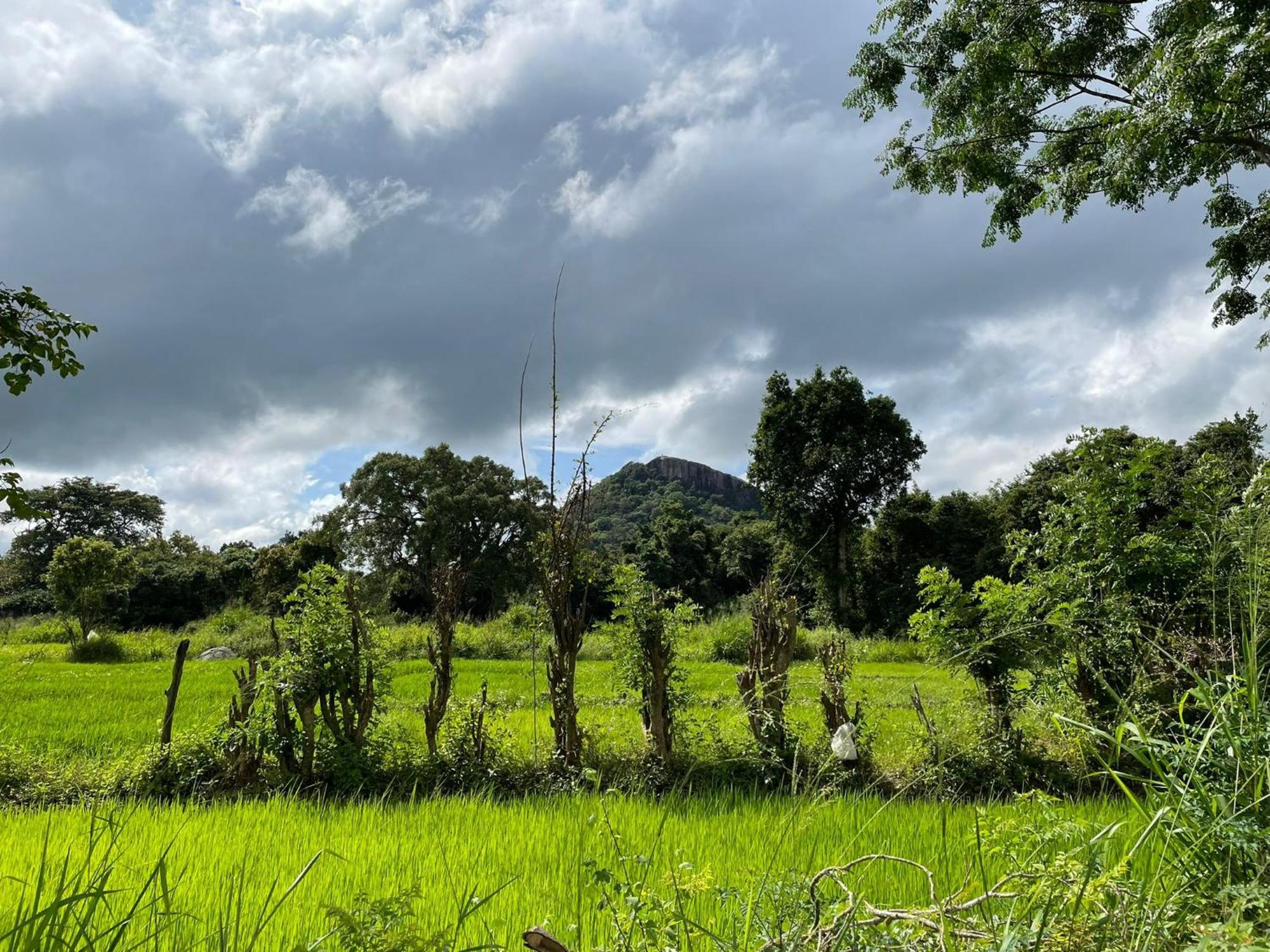 Thilina Homestay Sigiriya Pokoj fotografie